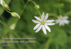 Kortti, Veden kalvossa näet..